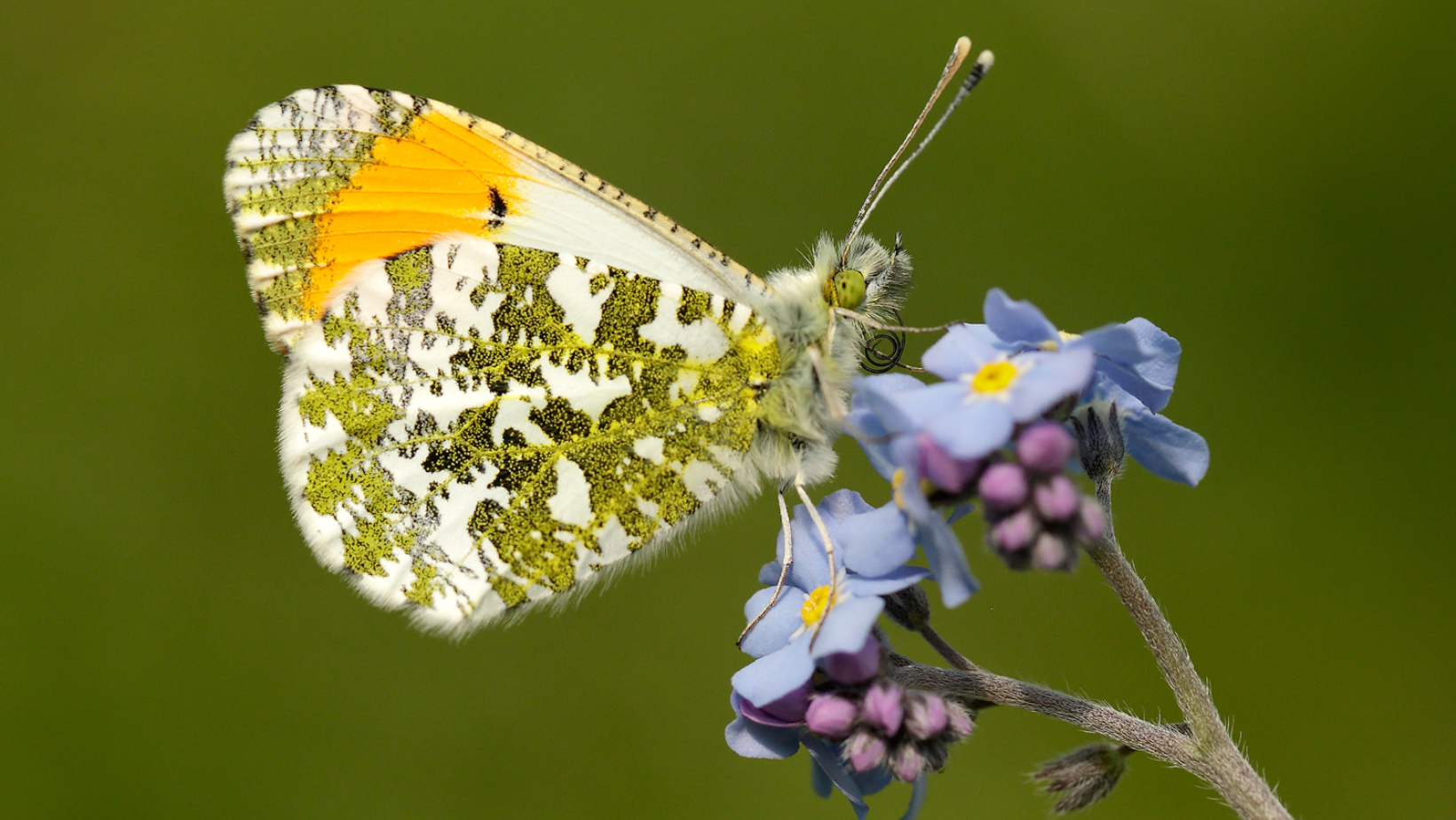 A white and yellow speckled butterfly perched on a blue flower with purple seeds